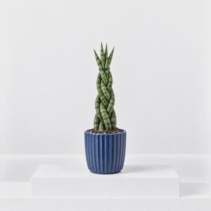 May include: A braided Sansevieria plant with variegated green and silver leaves, secured at the top with a thin green tie. The plant is potted in a cylindrical, deep blue ceramic planter featuring vertical ribbed textures and dark soil.