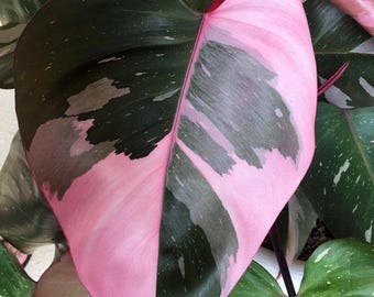 Rare Pink Princess Philodendron in 6cm Pot: Variegated Indoor Houseplant