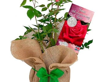 Iron Wedding Rose - 6th Anniversary Rose Bush - Gift Wrapped Iron Anniversary Rose