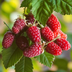 May include: A close-up shot of a cluster of ripe red raspberries on a branch with green leaves. The raspberries are a deep red colour and have a textured surface. The leaves are a vibrant green.