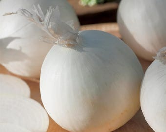 Onion Sets Snowball 500g - Easy to Grow High Yield Vegetable Plant Now