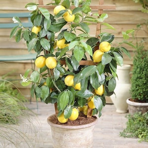 May include: A potted lemon tree with yellow lemons growing on it. The tree is supported by a wooden trellis and is in a white ceramic pot.