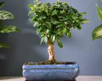 Carmona Microphylla Bonsai in 12cm Ceramic Pot inc Drip Tray - Oriental Fukien Tea Tree - Indoor Plant