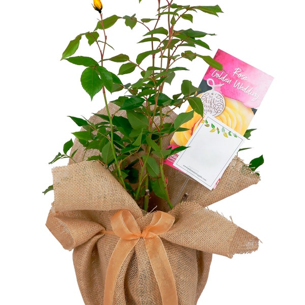 Golden Wedding Rose - 50th Anniversary Rose Bush - Gift Wrapped Golden Anniversary Rose