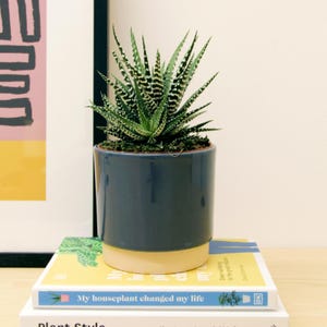 May include: A small green and white striped succulent plant in a blue and cream ceramic pot. The pot is sitting on top of two books, one with the title "My houseplant changed my life".