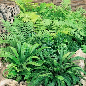 Hardy Fern Plant Mix: Evergreen Shade Plants for Rockeries & Containers