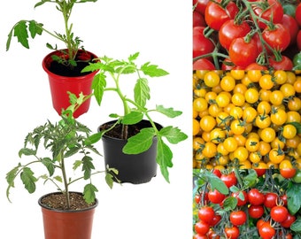 3 x Mixed Tomato Plants - Growing Plants in 9cm Pots - Ideal for Beginners