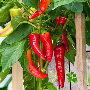 May include: A vibrant chilli pepper plant featuring multiple elongated, glossy red peppers hanging from green stems. A single pale yellow pepper is visible on the left side. The plant has broad, deep green leaves and is supported by wooden stakes.