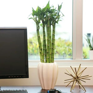 3 x Lucky Bamboo 40cm Straight Stems - Dracaena Sanderiana - Indoor Plant Gift