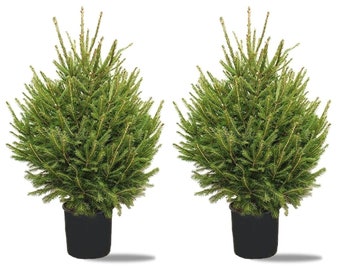 2 x Norway Spruce Christmas Trees - Pot Grown Trees - 3ft - 5ft in Height - Ideal for Front Door or Patio Display