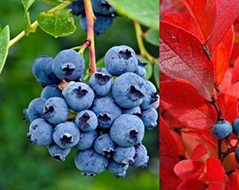 2 x Blueberry Plants 'Bluejay', Vaccinium Corymbosum to Grow in your Garden