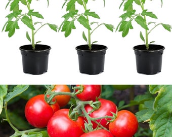 3 x Tomato Plants 'Moneymaker'- Growing Plants in 9cm Pots - Ideal for Beginners