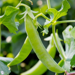 May include: A close-up shot of fresh pea pods, showcasing their vibrant green colour. The pods are elongated and smooth, growing on a vine with green leaves and stems. The image highlights the natural, healthy appearance of the peas, with a blurred background.