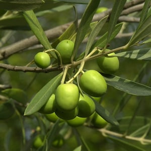 May include: Green olives growing on a branch of an olive tree. The olives are various sizes and shapes, and some are still attached to the branch.