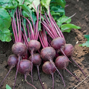 May include: A collection of freshly harvested beetroot, featuring deep purple roots and bright green leaves. The beetroot has long, slender, reddish-purple stems. The image is taken outdoors, with the beetroot resting on dark soil.