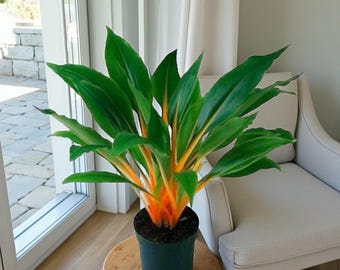 Fire Flash Orange Spider Plant in 12cm Pot - Chlorophytum Orchidastrum – Exotic Houseplant with Vibrant Tropical Stems – Easy Care Indoor