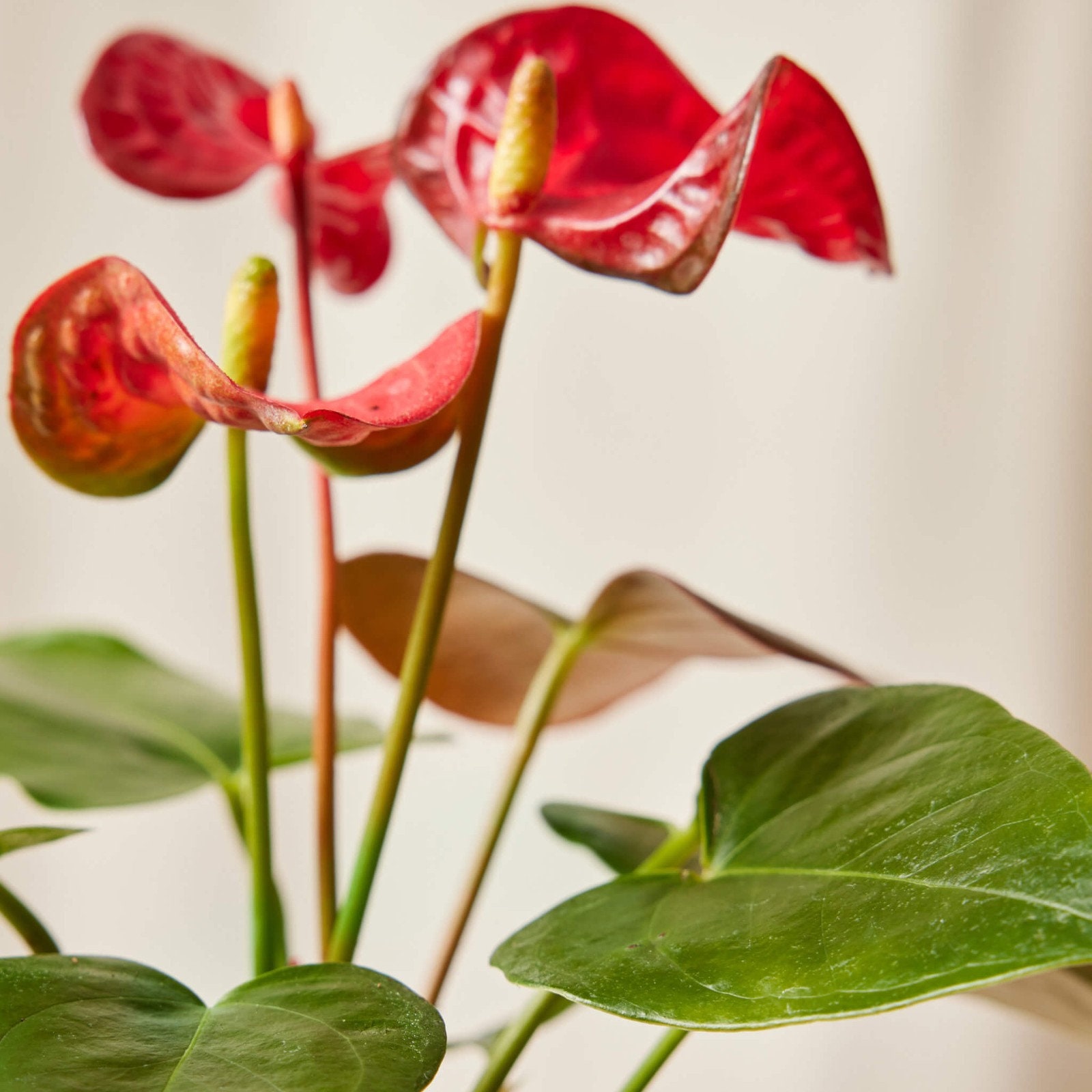 anthurium forgetii dark form Anthurium forgetii 
