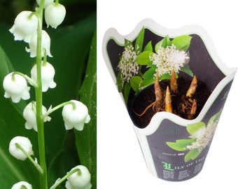 Lily Of The Valley Plant 10.5cm Pot - Convallaria Majalis - Growing Plant - Ready to Plant Out