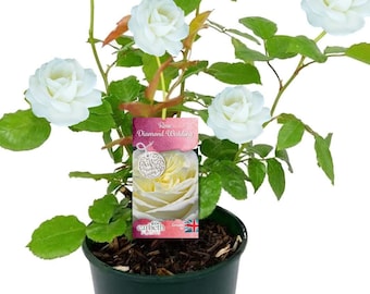Diamond Wedding Rose Bush Plant - 60th Wedding Anniversary Gift - Gardening Plant Gift