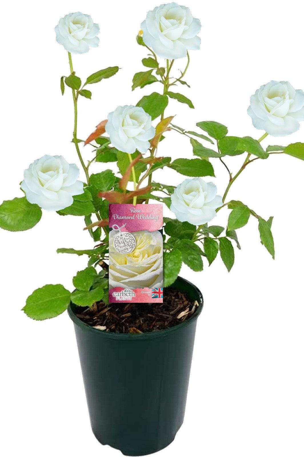buy murraya koenigii plant Curry Leaf Plant For Sale  Logee's Plants
