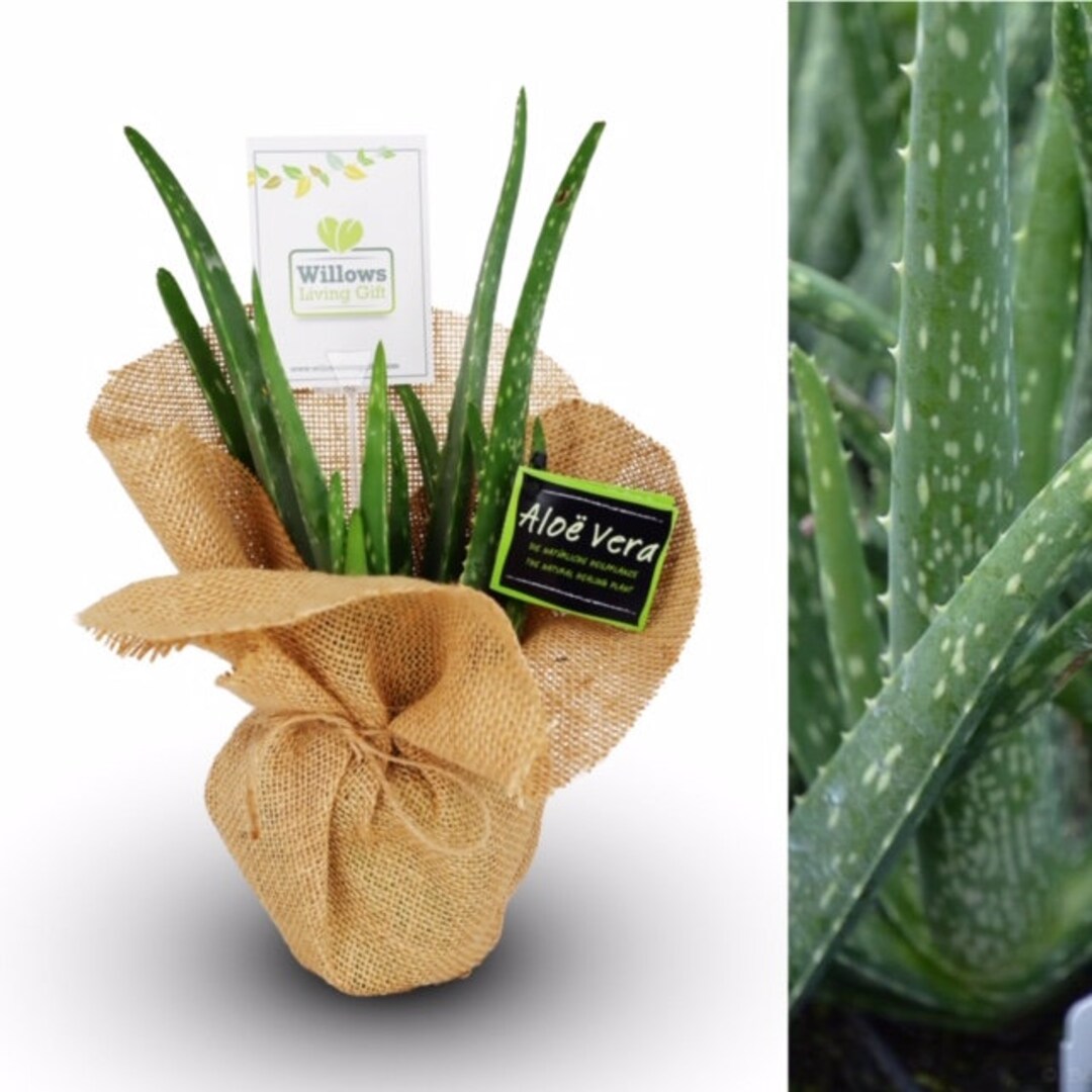 Aloe Vera Plant Gift Perfect Gift for A Loved One Arrives in A 12cm Pot