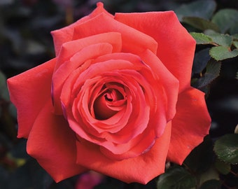 Rose Bush 'Fragrant Cloud' - Highly Scented Hybrid Tea Rose Bush in 3 Litre Pot