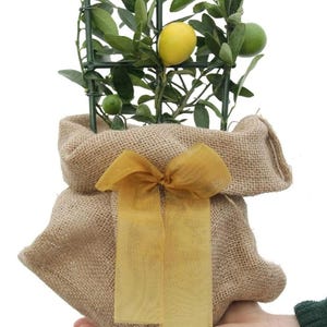May include: A small lemon tree with green leaves and yellow lemons, potted in a hessian sack with a yellow ribbon.
