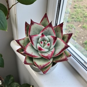 May include: A close-up of a succulent plant in a white pot, set on a windowsill. The plant features green leaves with red edges and tips, creating a striking contrast. The plant's rosette shape is clearly visible, highlighting its unique texture and form. The pot is small and white.