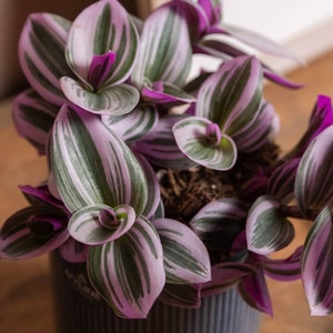 May include: A close-up of a houseplant with purple and green striped leaves. The leaves are curled and have a delicate texture.