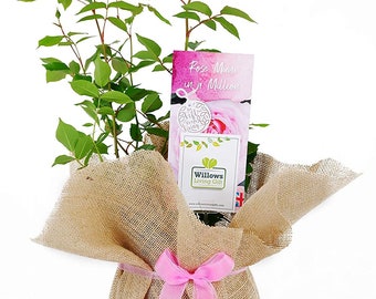 Mum in a Million Rose Bush Plant Gift ideal gift for Mothers Day, Gardening Gift Idea, Flowering Plant Gift