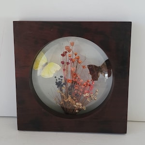 Vintage Butterflies and Dried Flowers Incased in Domed Convex Glass Framed Butterfly