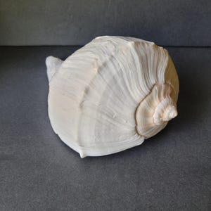 Puede incluir: Una concha marina grande, blanquecina, con forma de espiral y superficie texturizada. La concha tiene un cuerpo redondeado y un extremo puntiagudo, con sutiles variaciones de color. Es un artículo natural y orgánico.