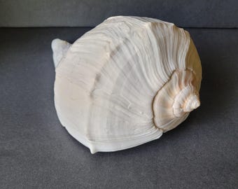 Extra grote Atlantische wulkschelp Zeeschelp Kuststranddecor