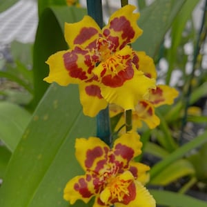 May include: Two yellow orchids with red and yellow markings. The orchids are in bloom and have a delicate appearance.