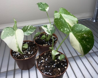 Monstera &#39;Thai Constellation&#39; Rooted Plant Shipped in 3&quot; Pot