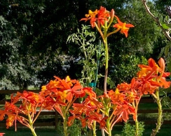 Epidendrum Radicans Potted in 4" Pot