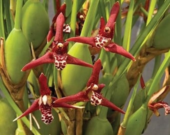 Maxillaria tenuifolia in 3&quot; pot