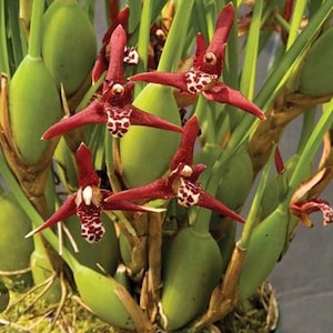 Maxillaria tenuifolia in 3&quot; pot