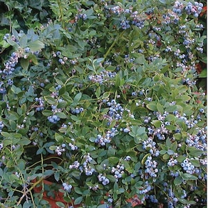 May include: A lush blueberry bush overflowing with ripe, blue berries. The plant has vibrant green leaves and is potted in a terracotta container. The image showcases the plant's natural beauty and abundance.