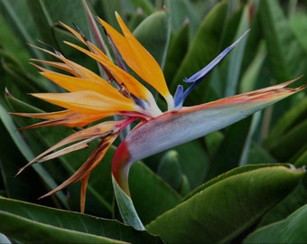 Bird of Paradise Plant, Strelitzia reginae