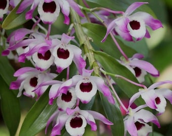 Dendrobium Nobile - (Keiki) Potted in 3" Pot