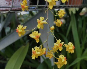 Oncidium Gold Dust Miniture Orchid