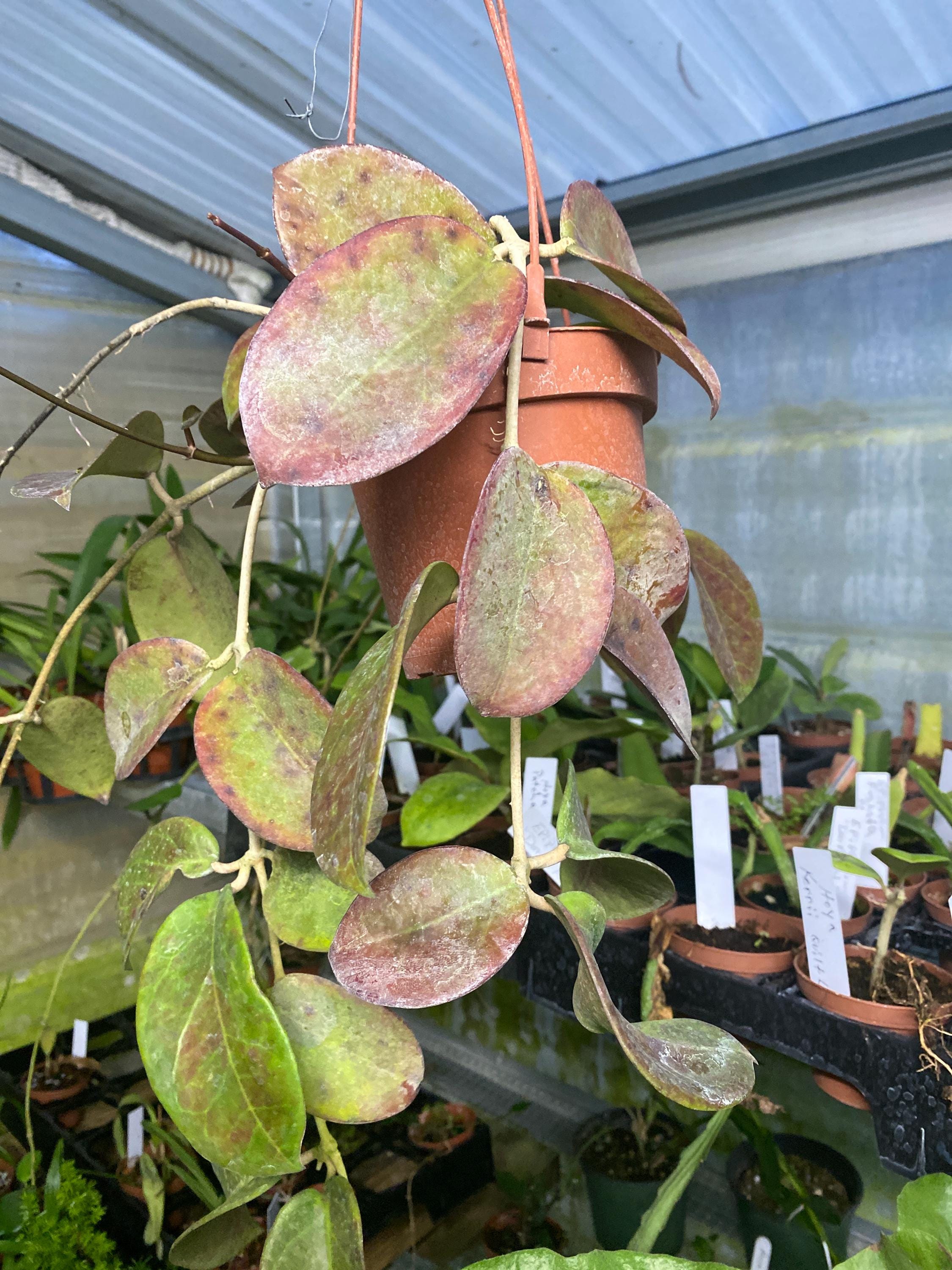 Hoya Penny's Treat - Etsy