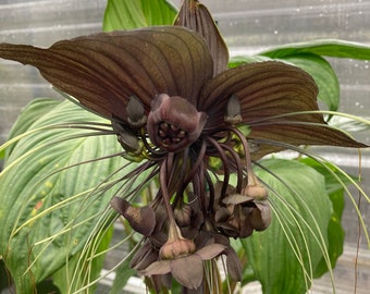 Tacca chantries Black Bat plant.  Shipped in 3” pot