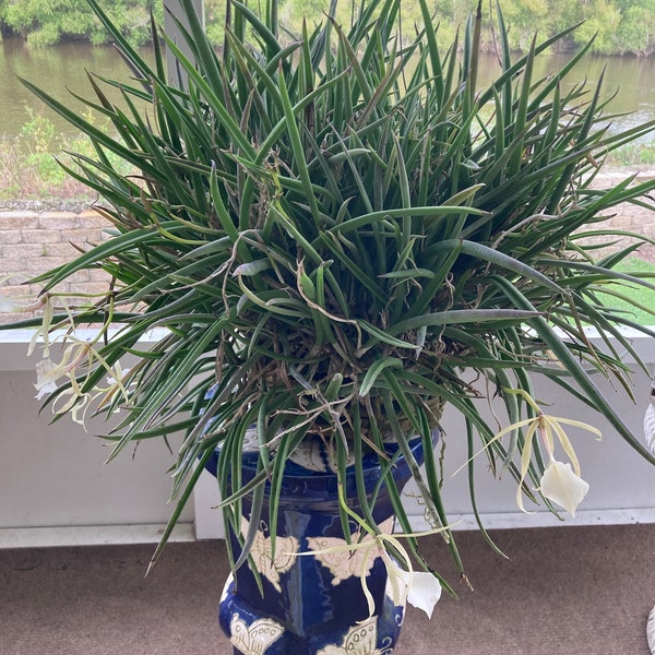 Brassavola Nodosa "Lady Of The Night" Orchid