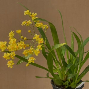 Oncidium Twinkle &quot;Yellow Bird&quot; In 3&quot; Pot