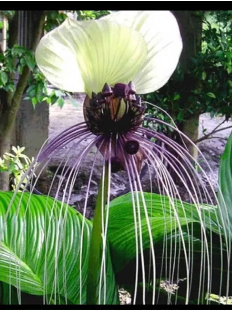 White Bat Plant, Tacca integrifolia - Ships in 3" Pot