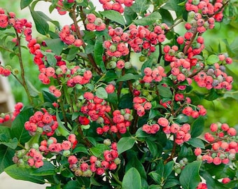 Pink Lemonade Blueberry Plant in 3" Pot