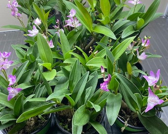 Dendrobium kingianum Orchid - Blooming Size