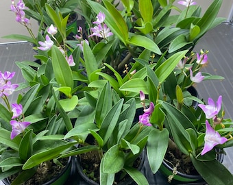 Dendrobium kingianum Orchid